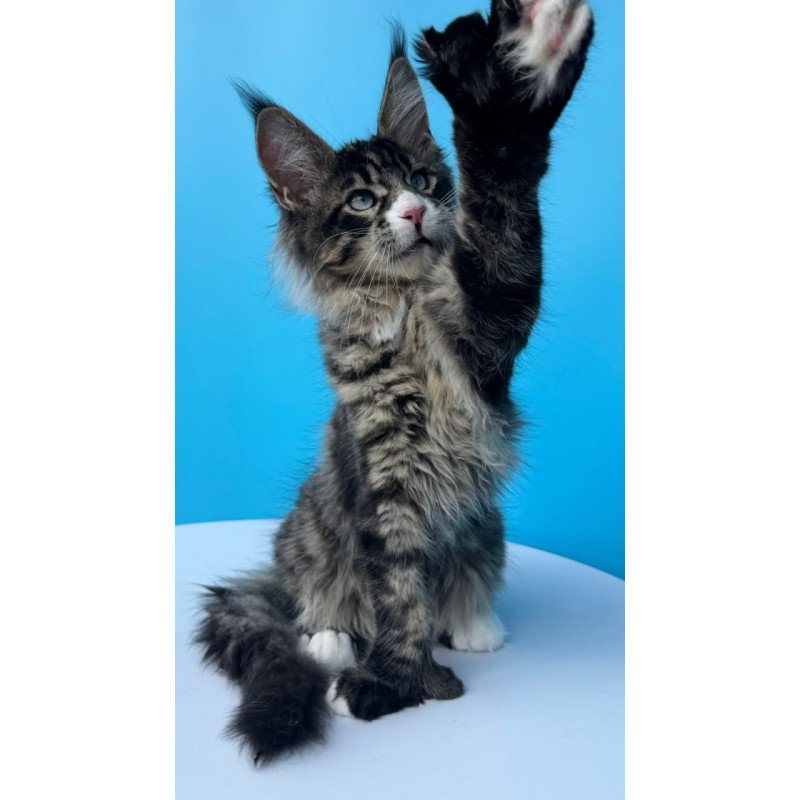 Maine Coon Kiras