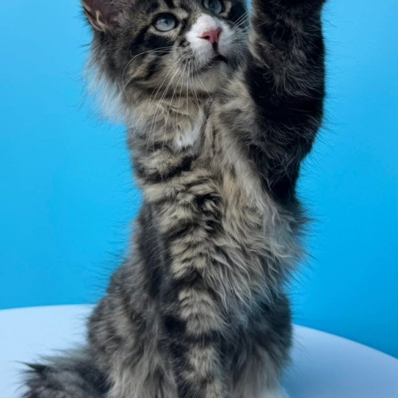 Maine Coon Kiras