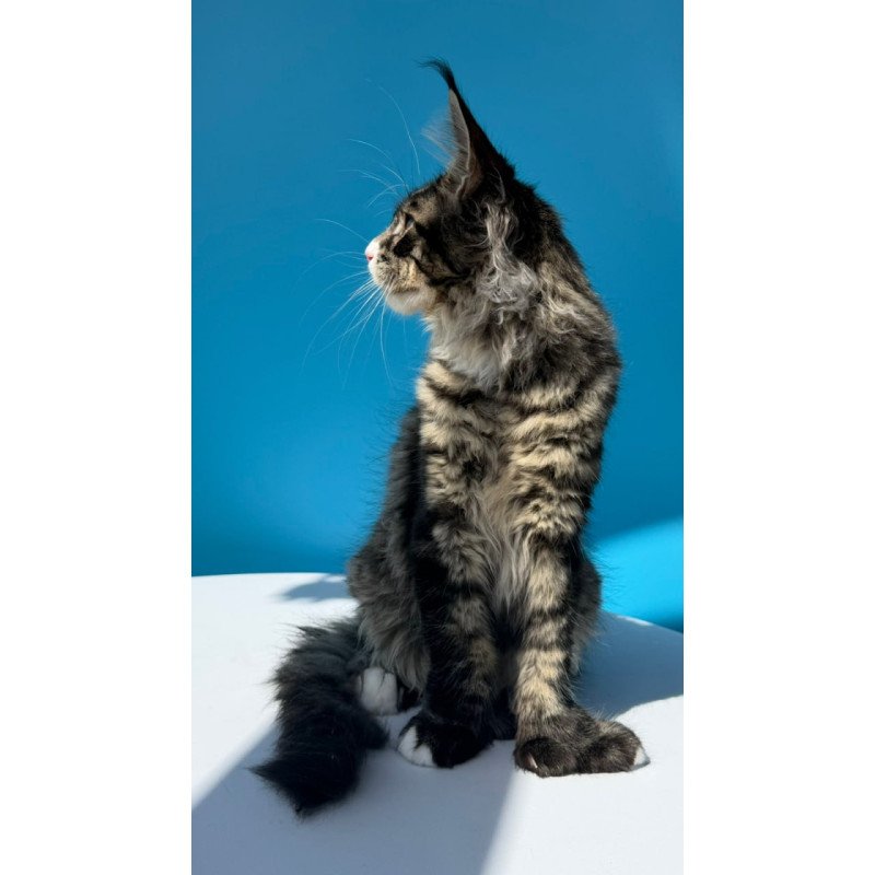 Maine Coon Kiras