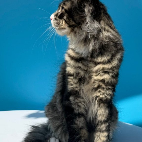 Maine Coon Kiras