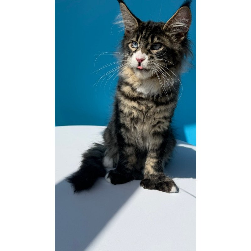 Maine Coon Kiras