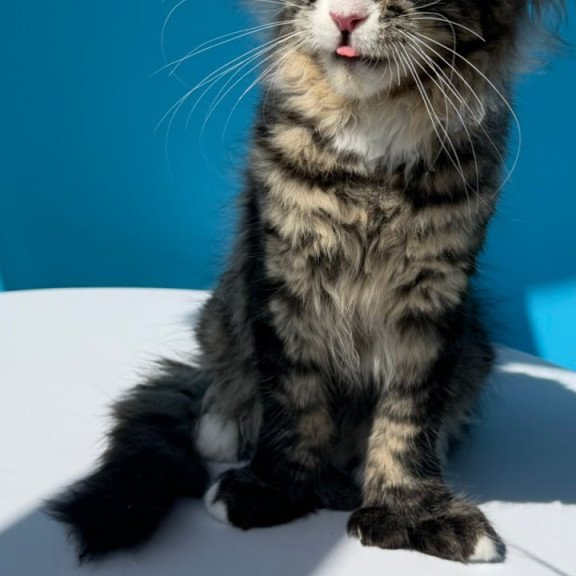 Maine Coon Kiras