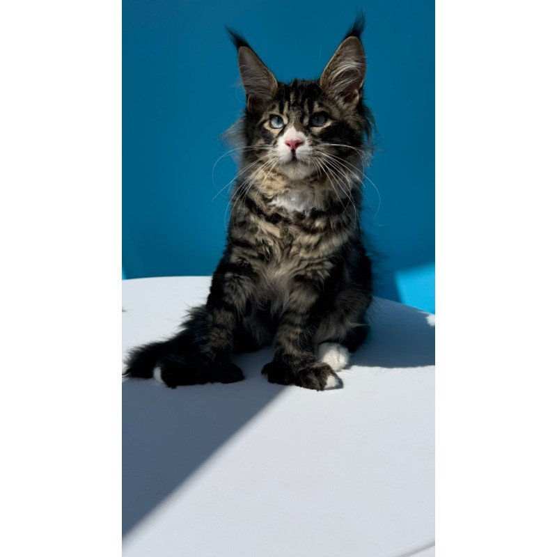 Maine Coon Kiras