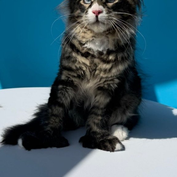 Maine Coon Kiras