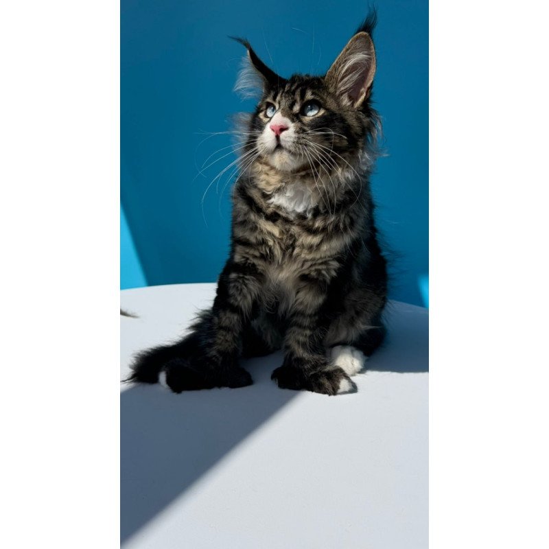 Maine Coon Kiras