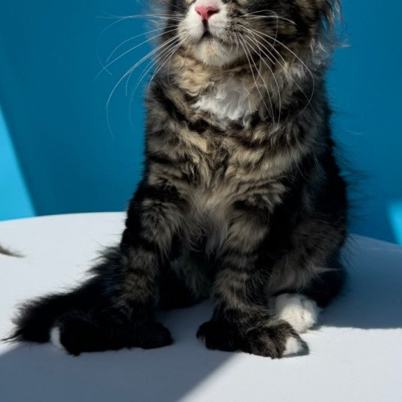 Maine Coon Kiras