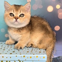Munchkin Crumble