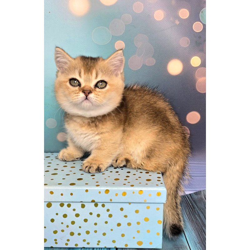 Munchkin Crumble