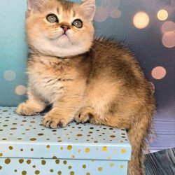 Munchkin Crumble
