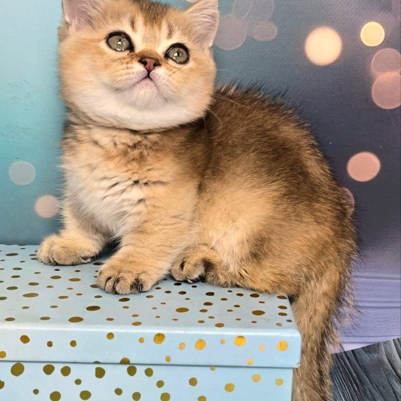 Munchkin Crumble