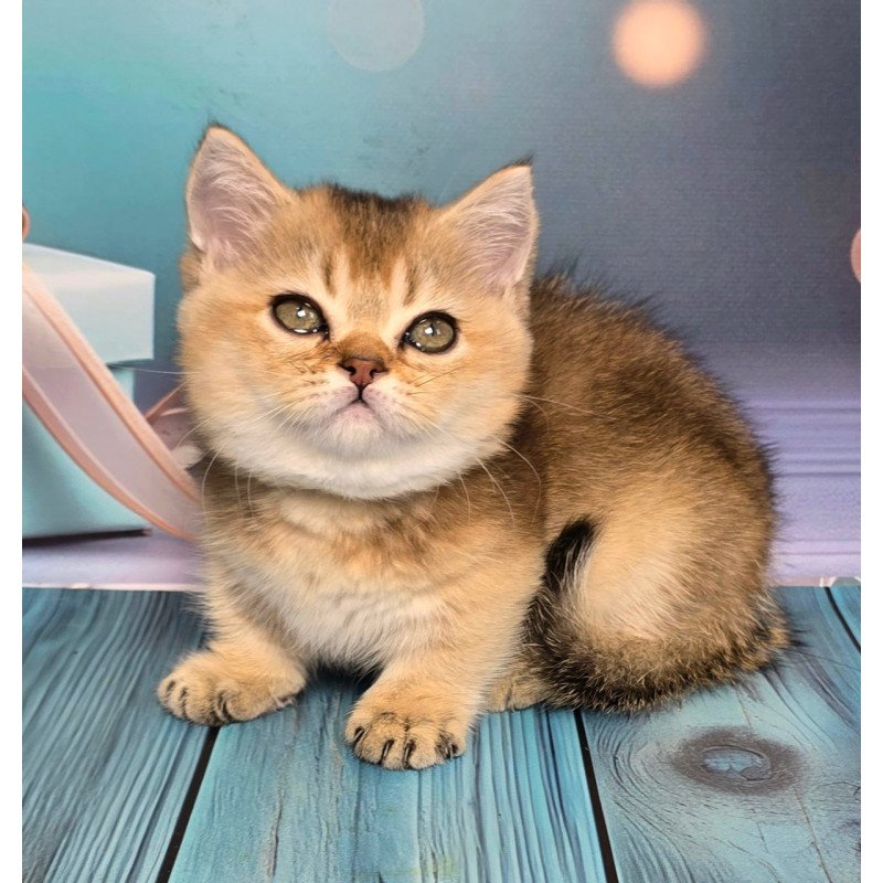 Munchkin Crumble