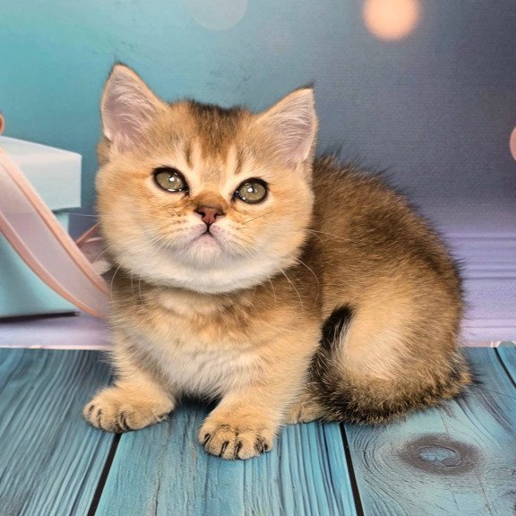 Munchkin Crumble