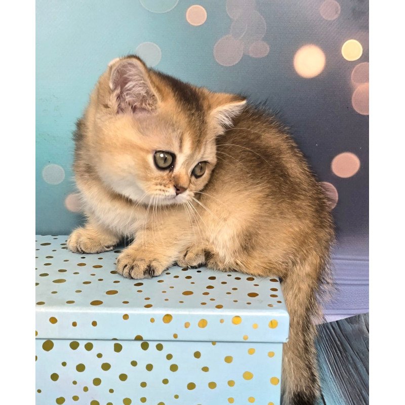 Munchkin Crumble
