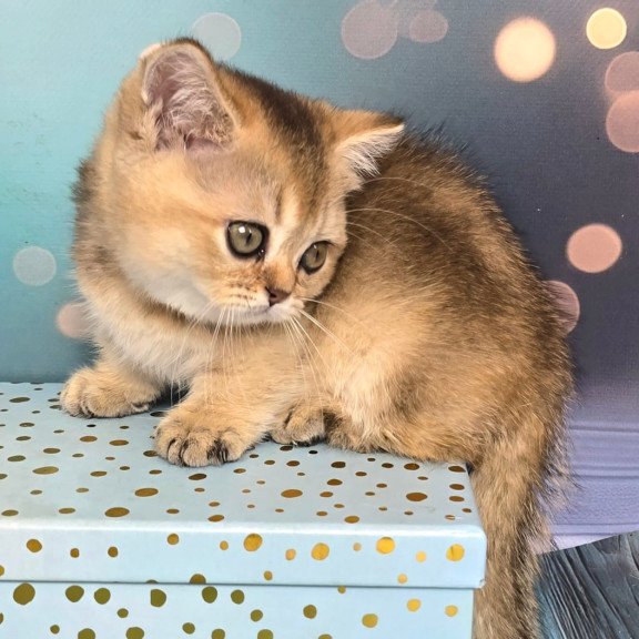 Munchkin Crumble