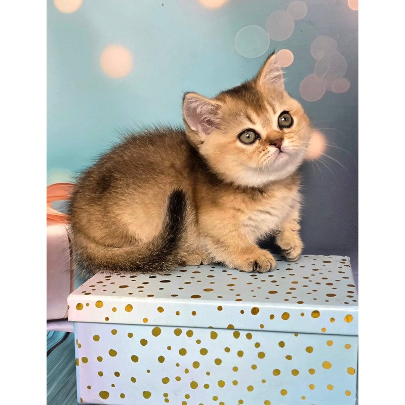 Munchkin Crumble