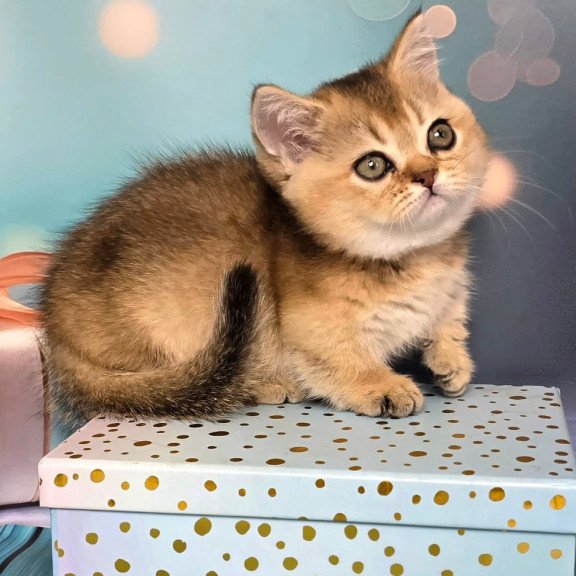 Munchkin Crumble