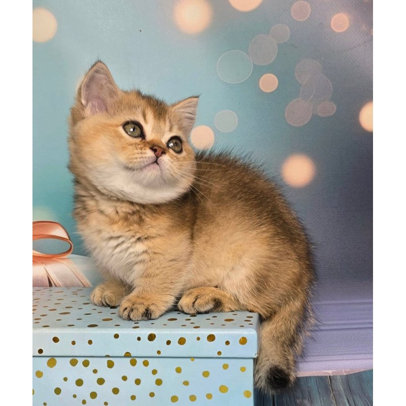 Munchkin Crumble