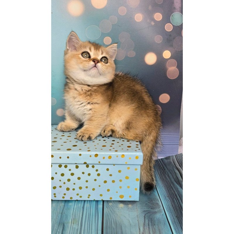 Munchkin Crumble