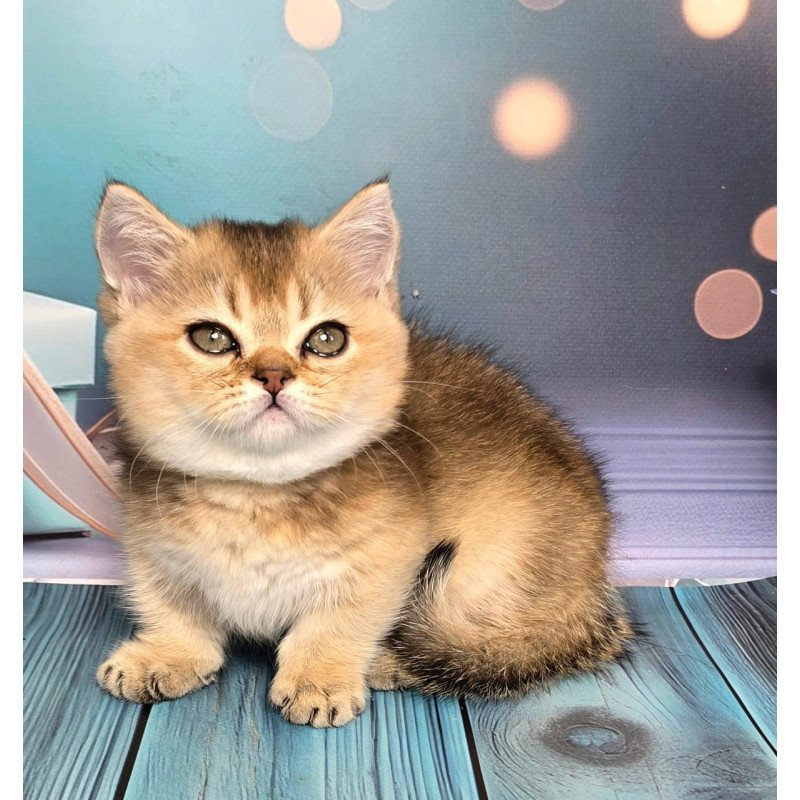 Munchkin Crumble