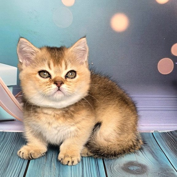 Munchkin Crumble