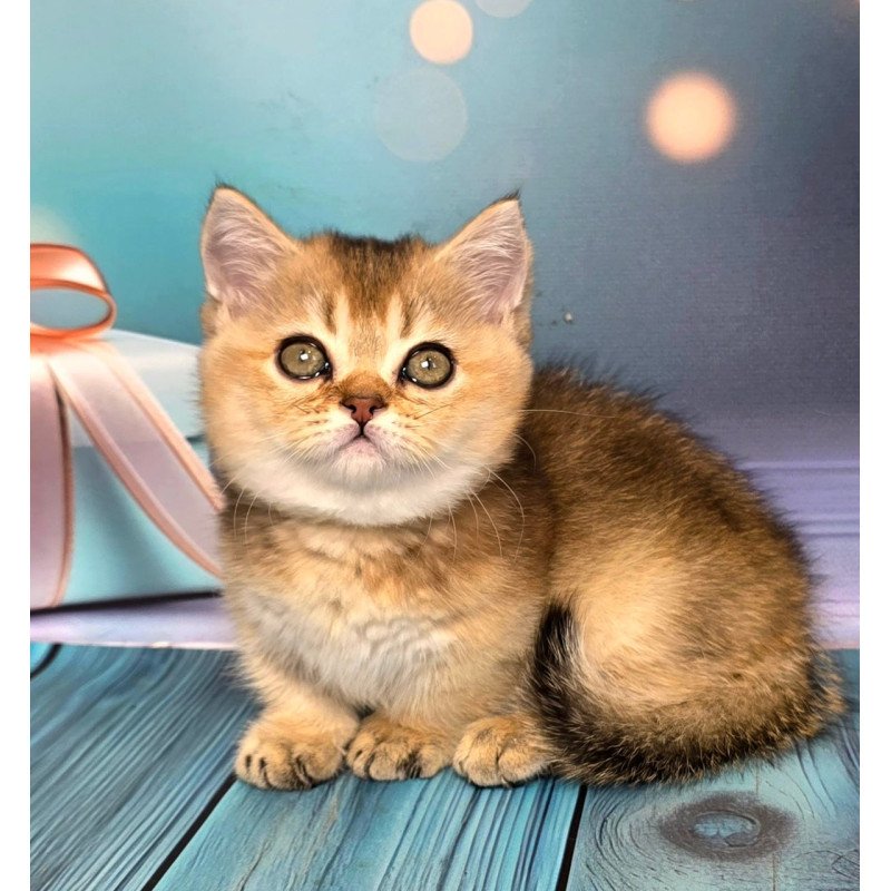Munchkin Crumble