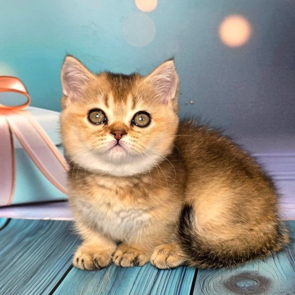 Munchkin Crumble