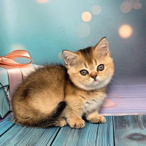 Munchkin Crumble