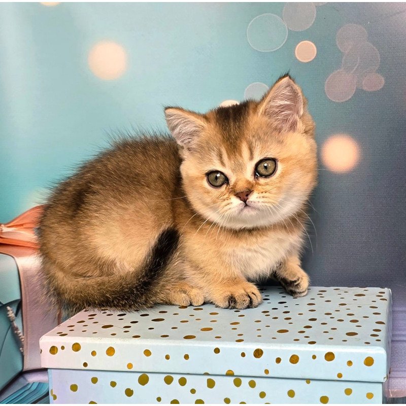 Munchkin Crumble