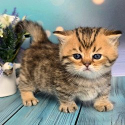 Munchkin Sherry
