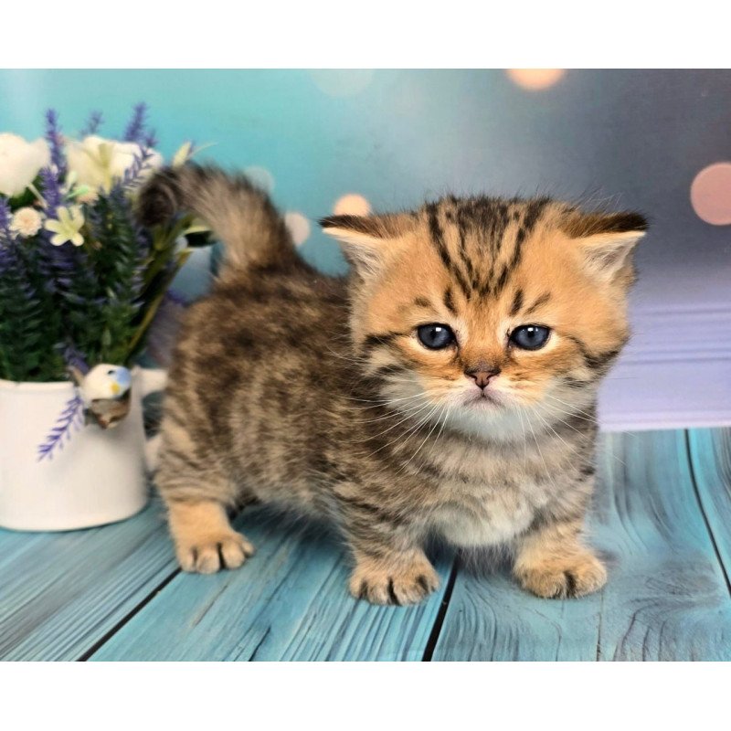 Munchkin Sherry