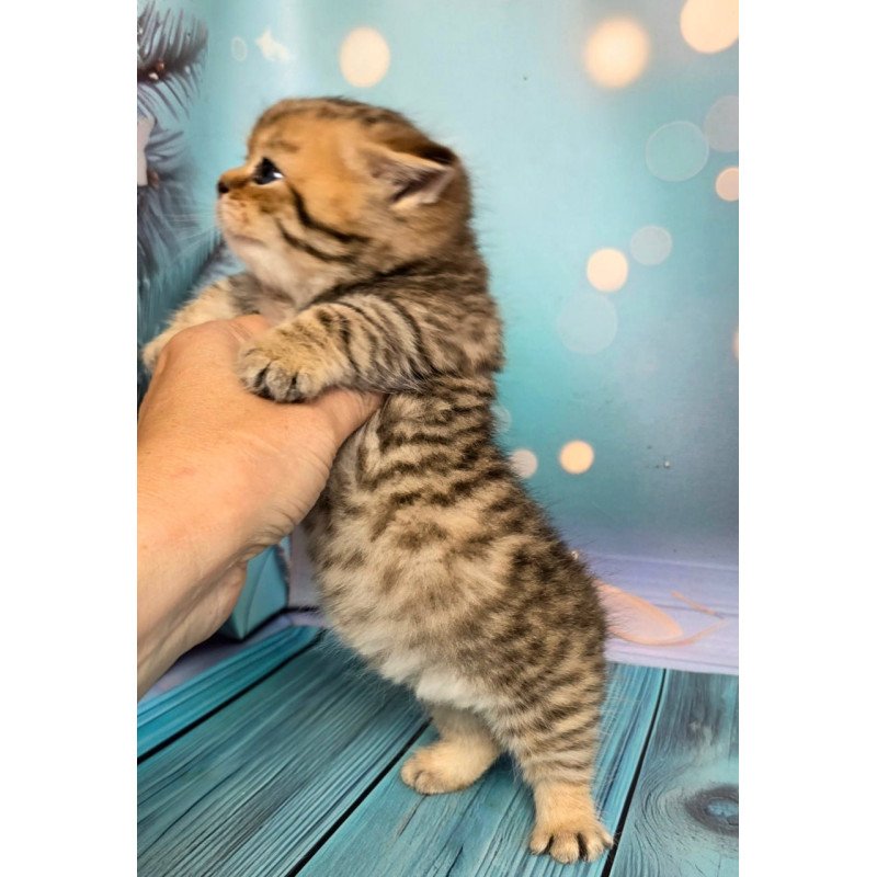 Munchkin Sherry