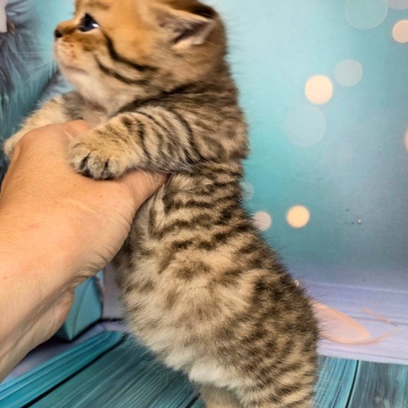 Munchkin Sherry