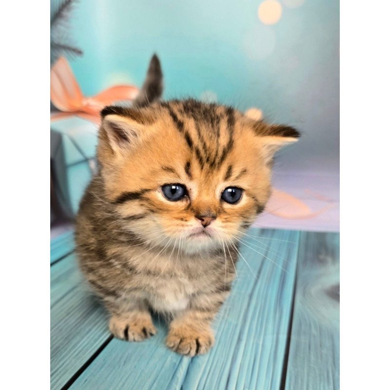 Munchkin Sherry