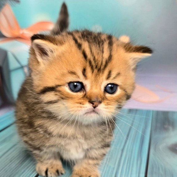 Munchkin Sherry