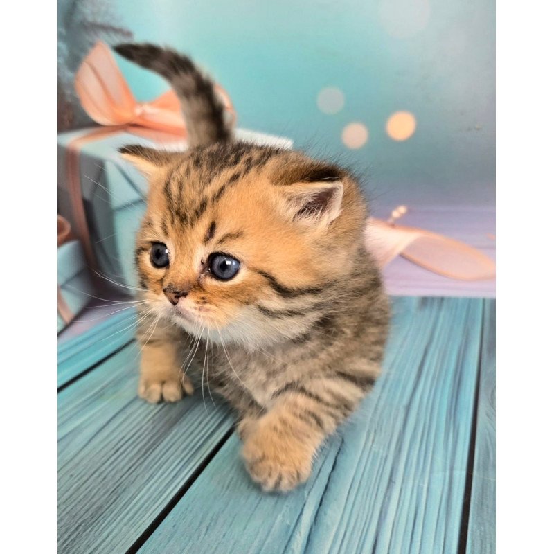 Munchkin Sherry