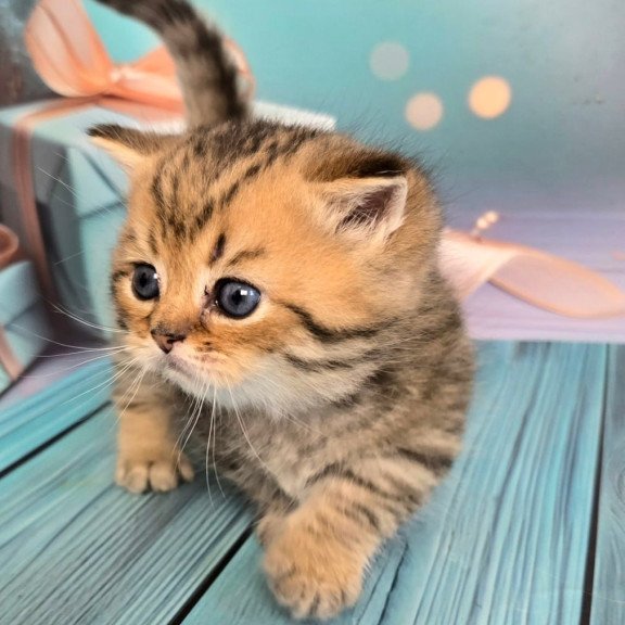 Munchkin Sherry