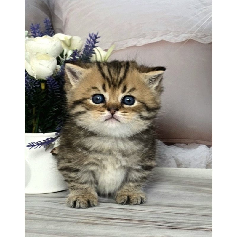 Munchkin Sherry
