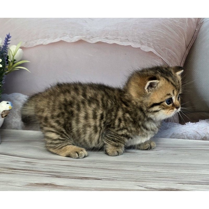 Munchkin Sherry