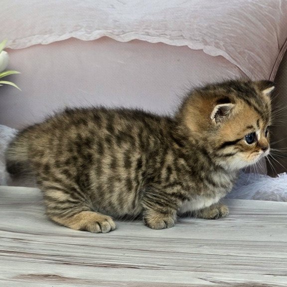 Munchkin Sherry