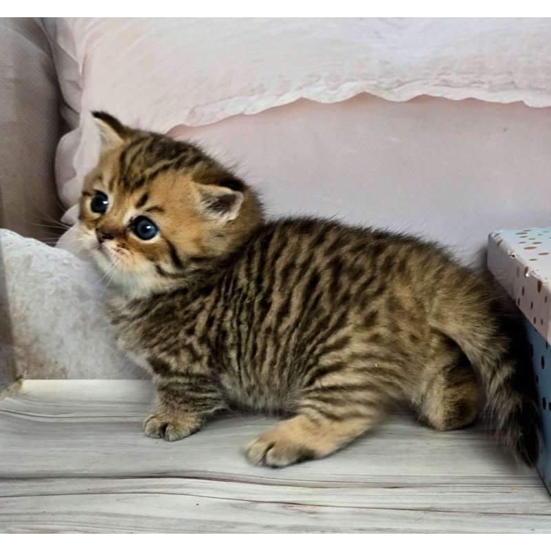 Munchkin Sherry