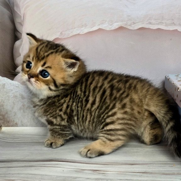 Munchkin Sherry