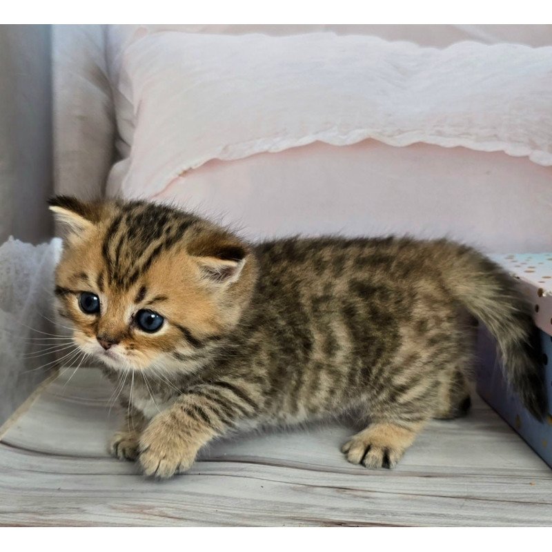 Munchkin Sherry