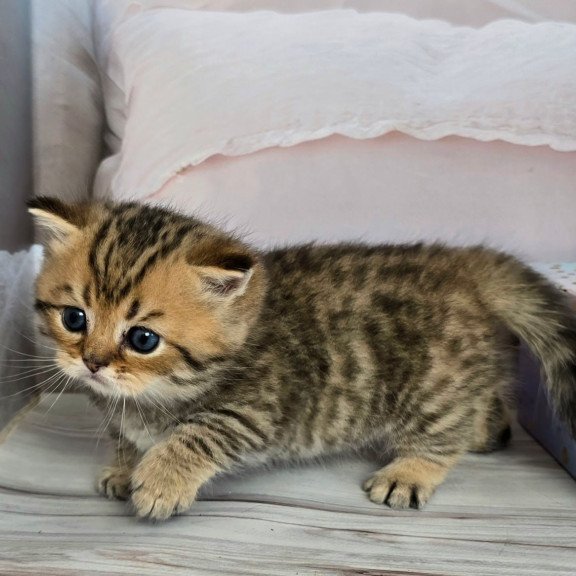 Munchkin Sherry