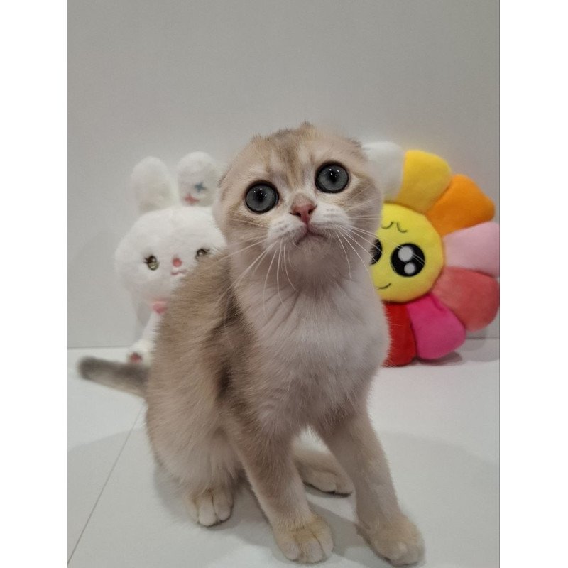 Scottish AP Xavier