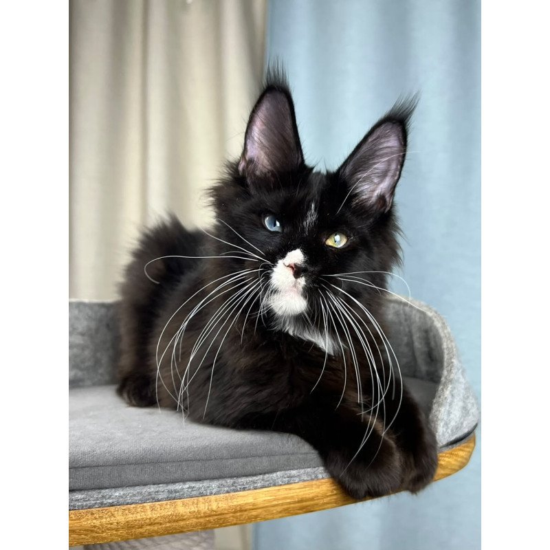 Maine Coon EZ Nolan