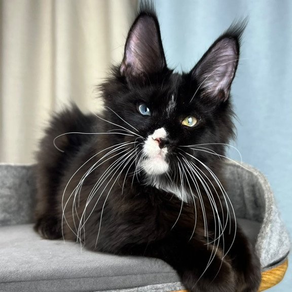 Maine Coon EZ Nolan