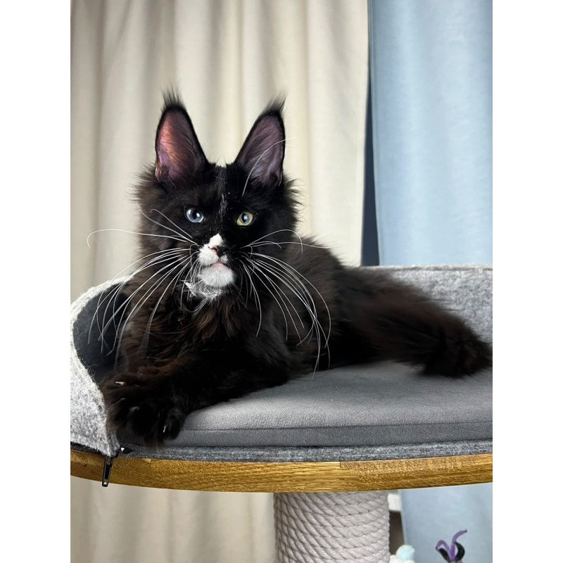 Maine Coon EZ Nolan