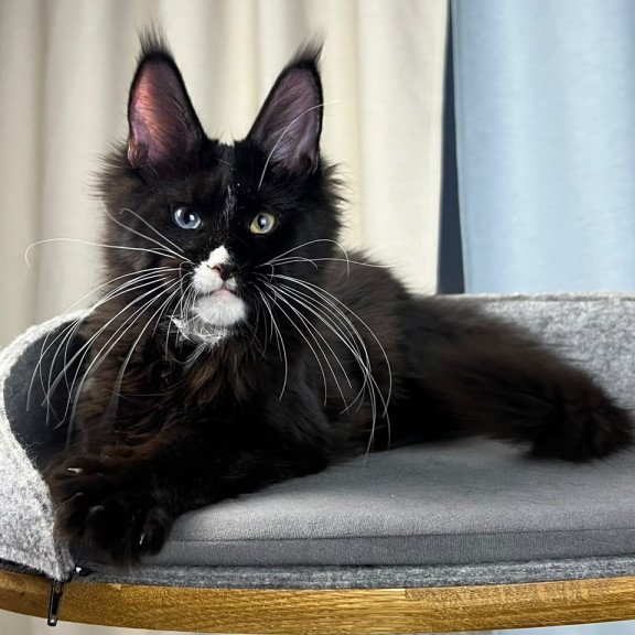 Maine Coon EZ Nolan