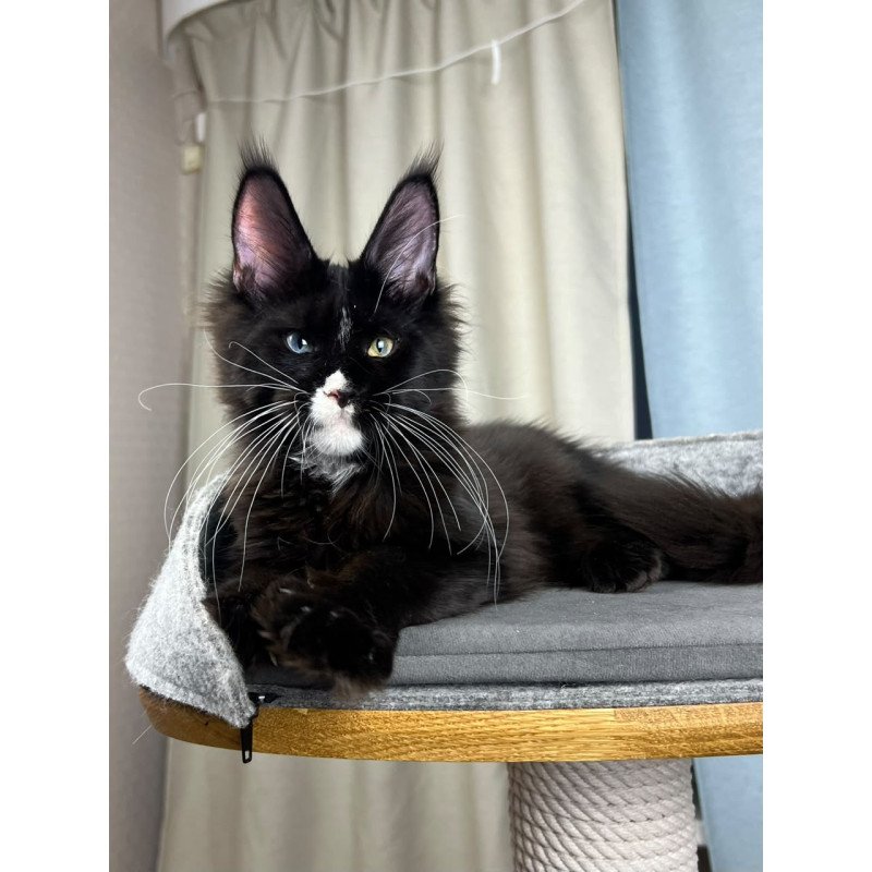 Maine Coon EZ Nolan