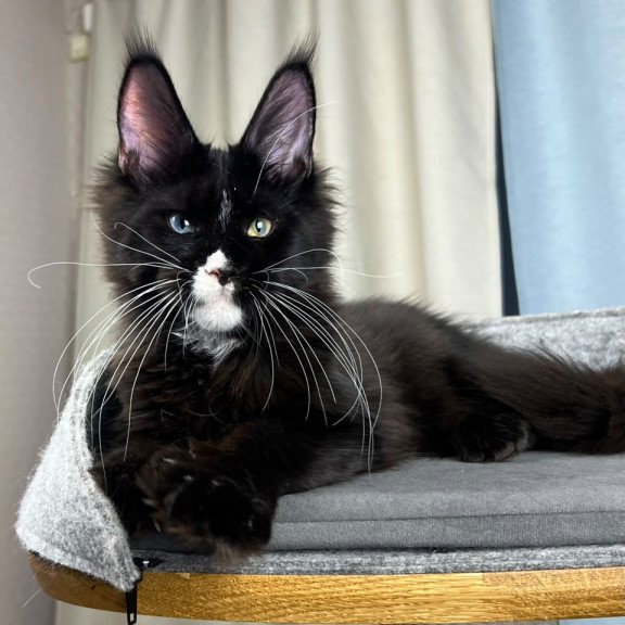 Maine Coon EZ Nolan